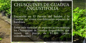 Paraíso del Bambú y la Guadua